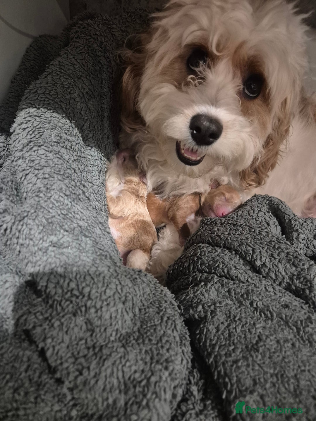 Cavapoochon dogs for sale: 3 pretty girls - Advert 2