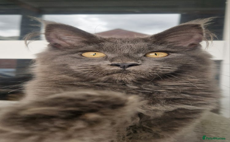 Maine Coon cats for sale - Advert 1