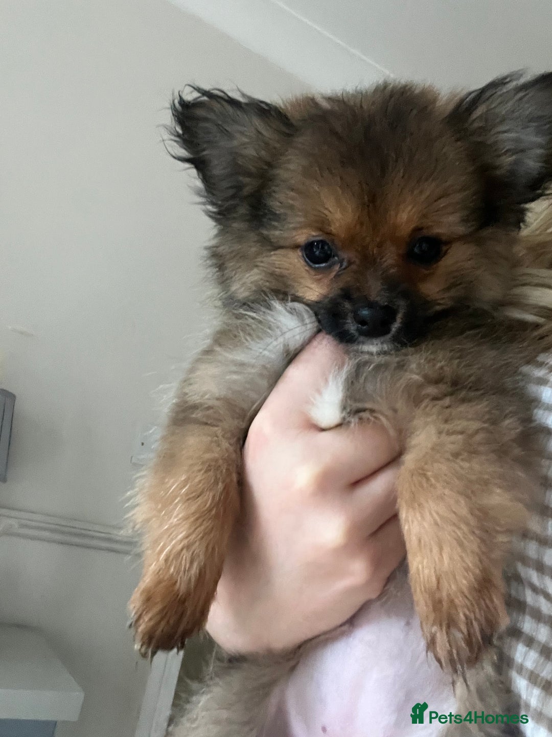Pomchi dogs for sale: Gorgeous Pomchi girl  - Image 2
