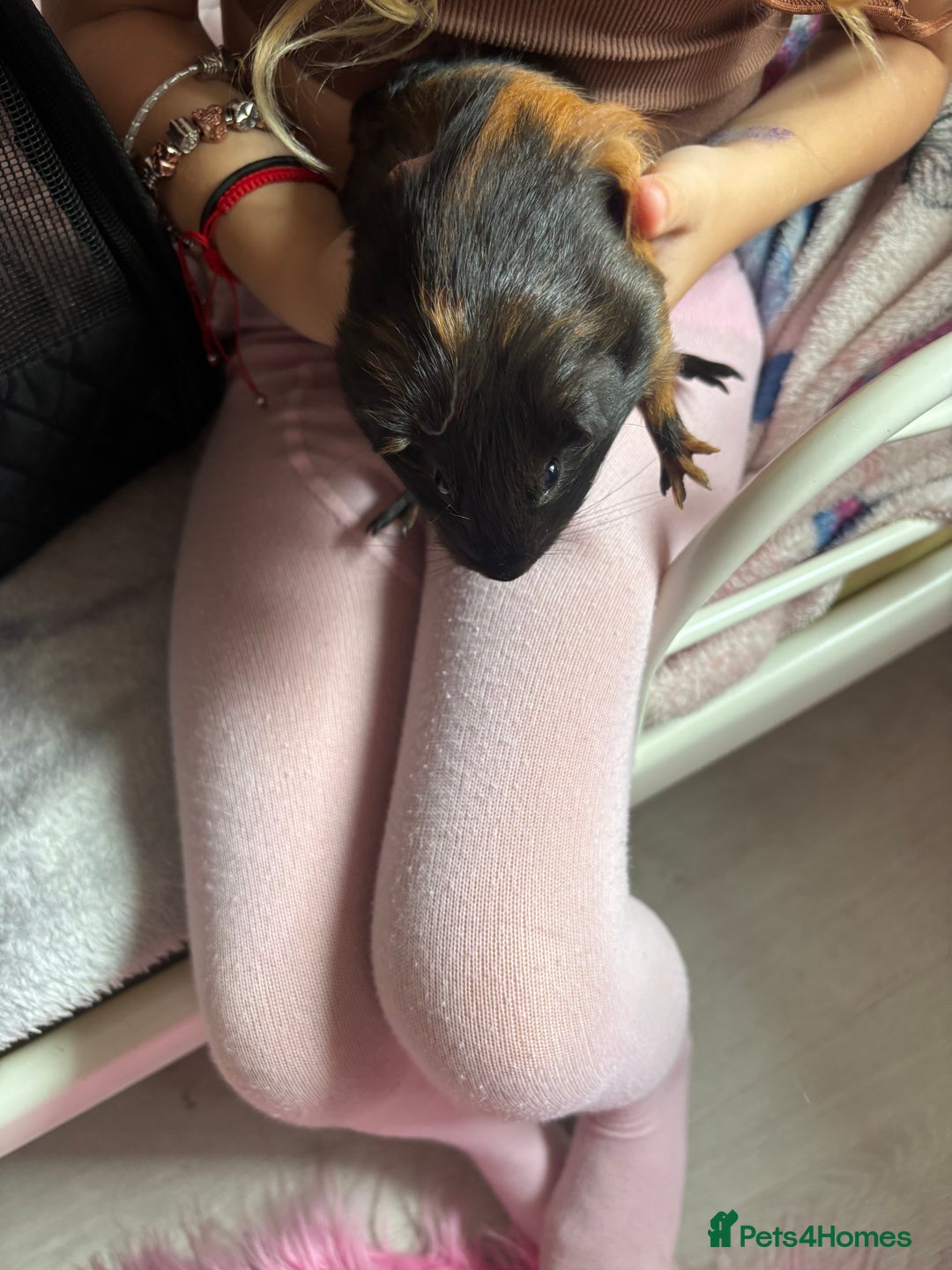 Guinea Pig rodents for sale: 2 baby pigs  - Image 2