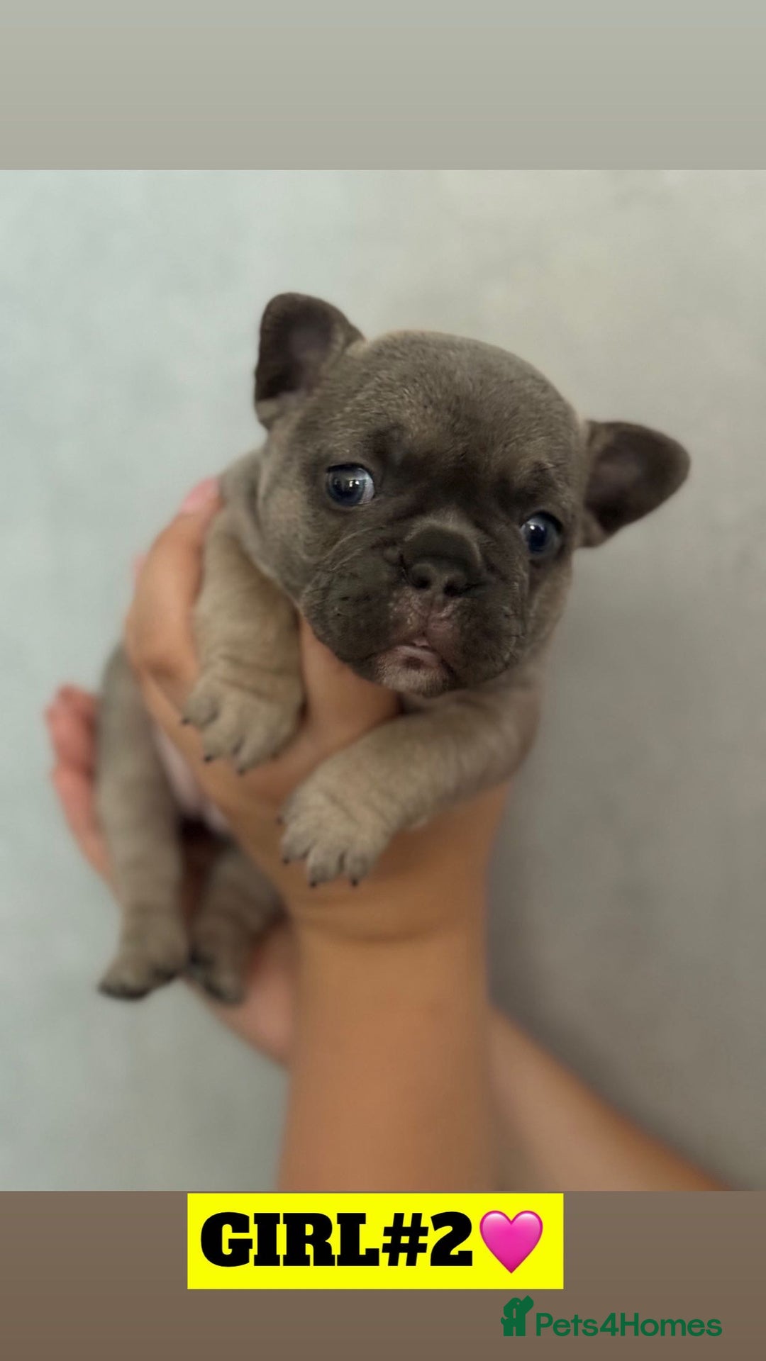 French Bulldog dogs for sale: 🐾Stunning French BullDog Puppies - Image 5