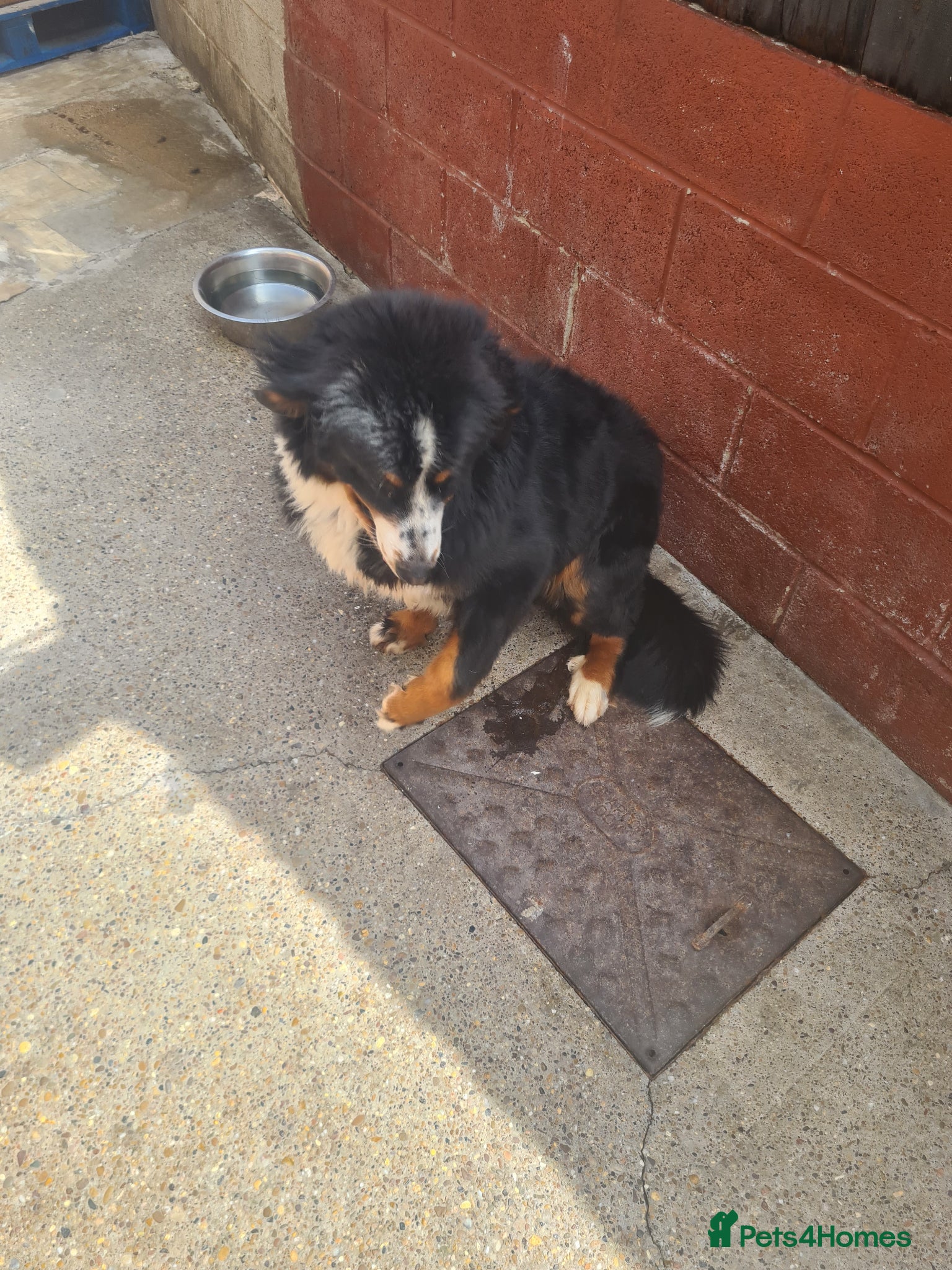 Bernese Mountain Dog dogs for sale: Bernese Mountain Dog  in Nottingham - Advert 3