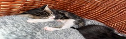 Domestic Shorthair cats for sale: Kittens 2 Male  - Advert 4