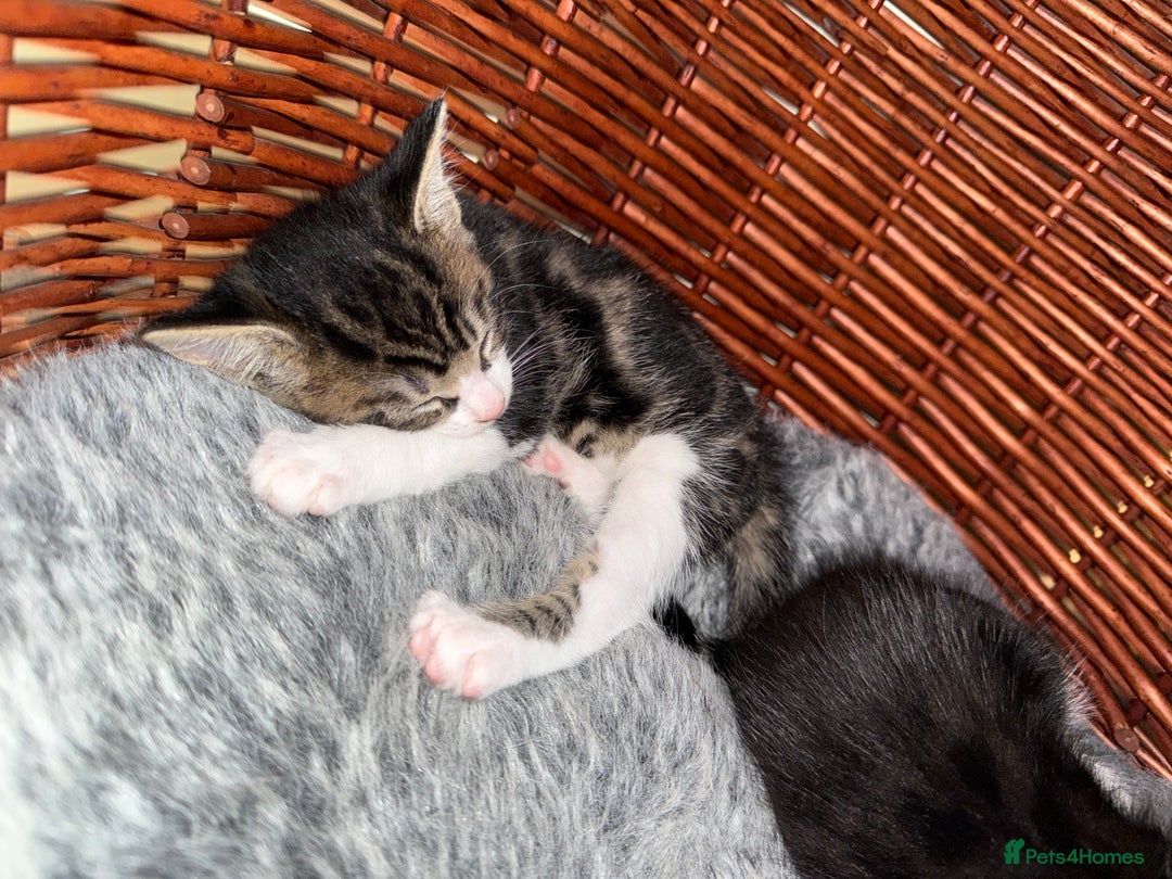 Domestic Shorthair cats for sale: Kittens 2 Male  - Advert 4