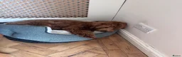 Cavapoo dogs for sale: Daisy 7 Month old Cavapoo - Advert 3