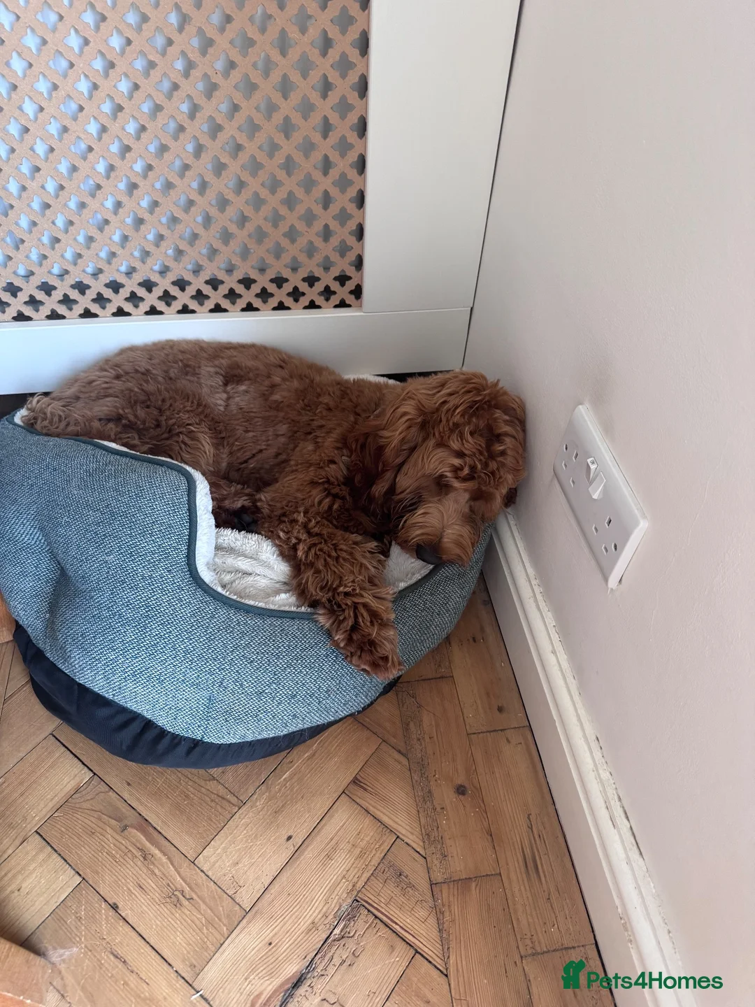 Cavapoo dogs for sale: Daisy 7 Month old Cavapoo - Advert 3