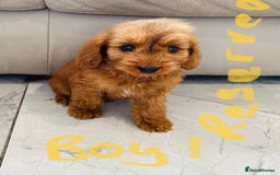 Cockapoo dogs for sale: (F1 show cockapoos (PRA CLEAR) - Image 10