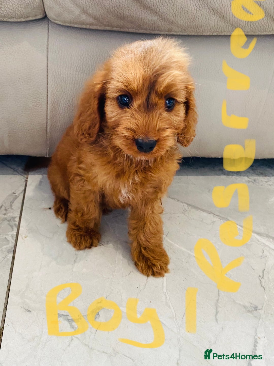 Cockapoo dogs for sale: (F1 show cockapoos (PRA CLEAR) - Image 10