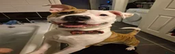 Mixed Breed dogs for sale: Bruce - Advert 4