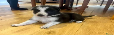 Border Collie Puppy 2