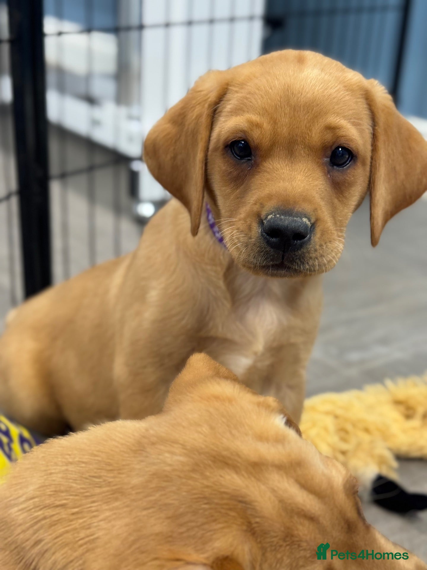 Labrador Retriever dogs KC Labradors Girls - parents health tested  - Advert 2