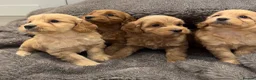 Cockapoo dogs for sale: Stunning Cockapoo puppies  - Advert 18