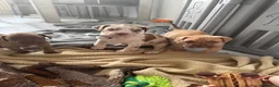 Mixed Breed dogs for sale: Last three left bandogs  - Advert 7