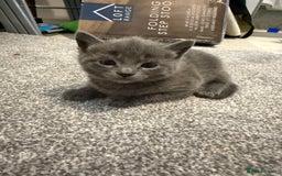 Mixed Breed cats for sale: Gorgeous kittens ready soon - 2 boys, 2 girls - Image 11