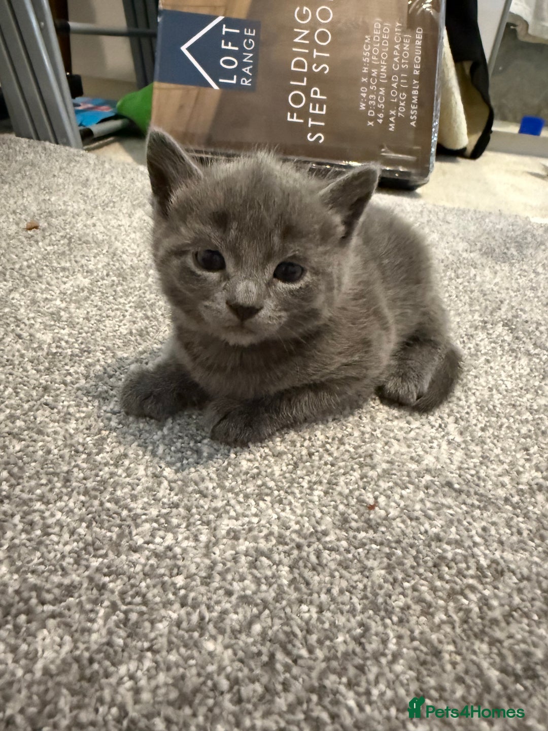 Mixed Breed cats for sale: Gorgeous kittens ready soon - 2 boys, 2 girls - Image 11