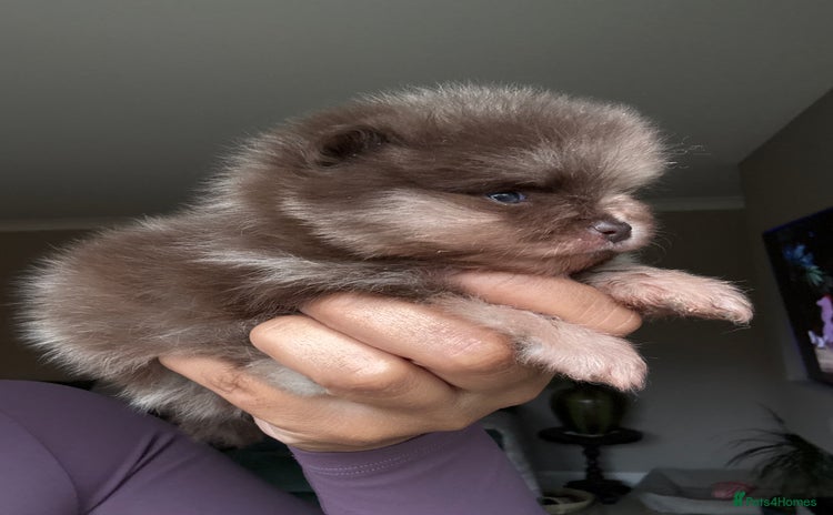 Pomeranian dogs - Advert 3