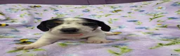 Miniature Dachshund dogs for sale: 5 cute piebald miniature dachshund puppies - Advert 9