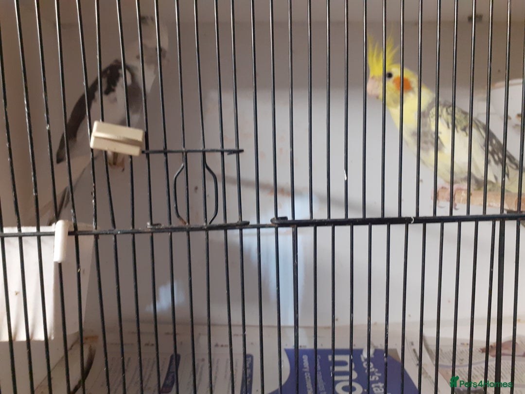 Cockatiels birds for sale: Pair of cockatiels £80 - Advert 4