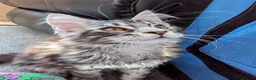 Maine Coon cats for sale: Large kittens growing nicely  - Advert 7