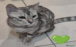 Bengal cats for sale: Only 2 boys left in Saint Helens - Image 9