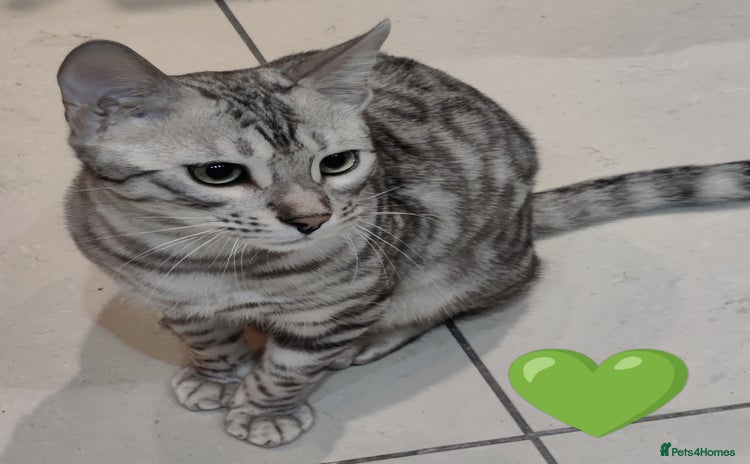 Bengal cats in Saint Helens - Advert 7
