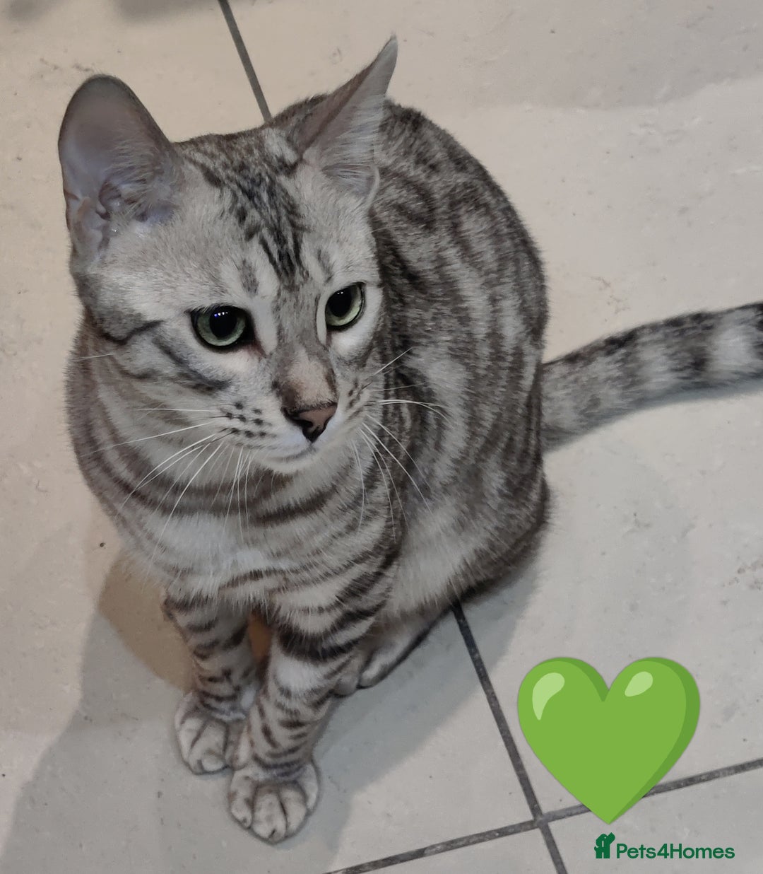 Bengal cats for sale: Only 2 boys left in Saint Helens - Image 9