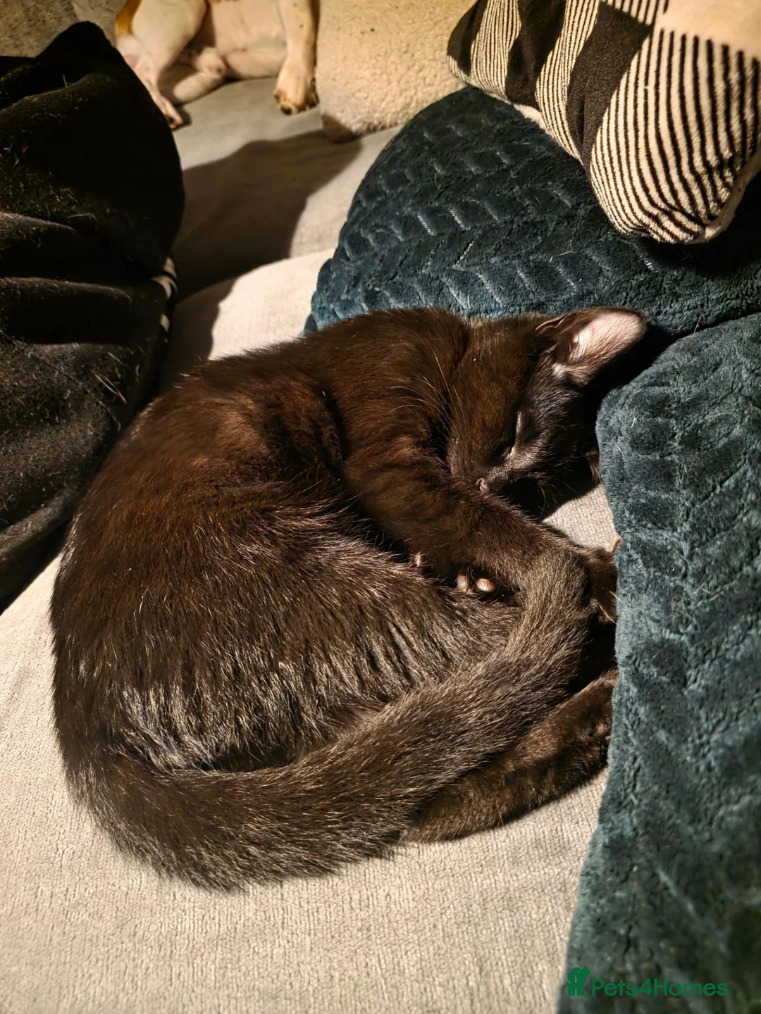British Shorthair cats for sale: Black 5month old kitten - Advert 4