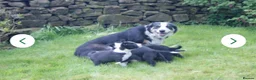 Border Collie dogs for sale: Three beautiful boy Border collies  - Advert 4