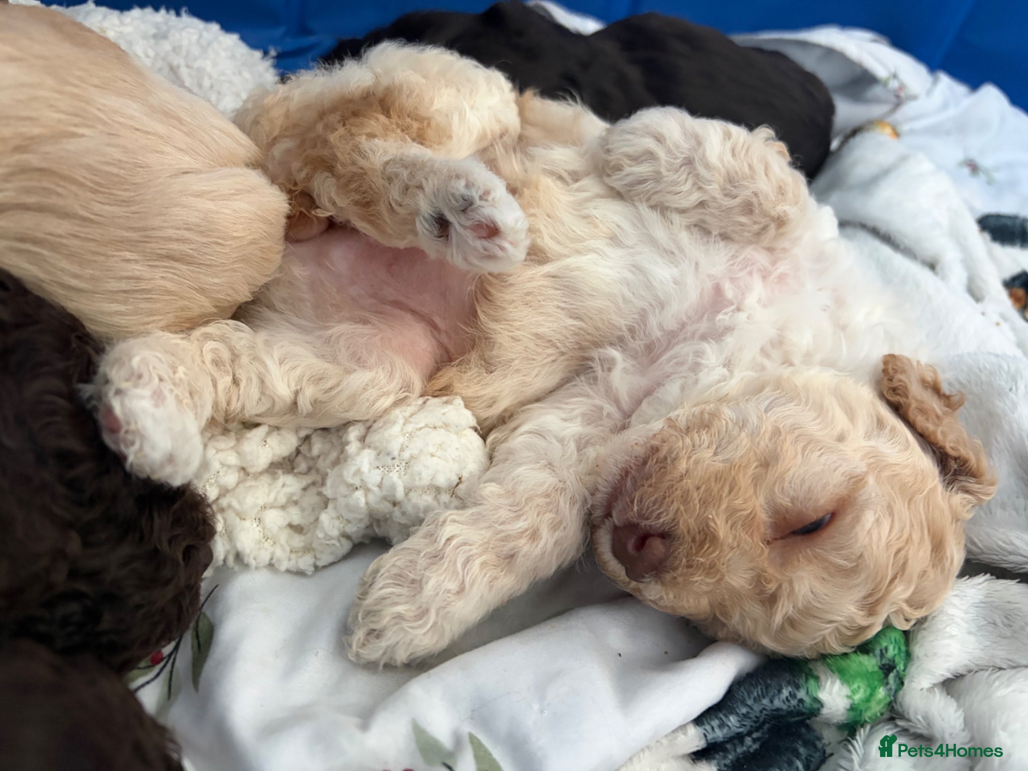 Cockapoo dogs Stunning F1B little girls looking for 5 star homes - Advert 14