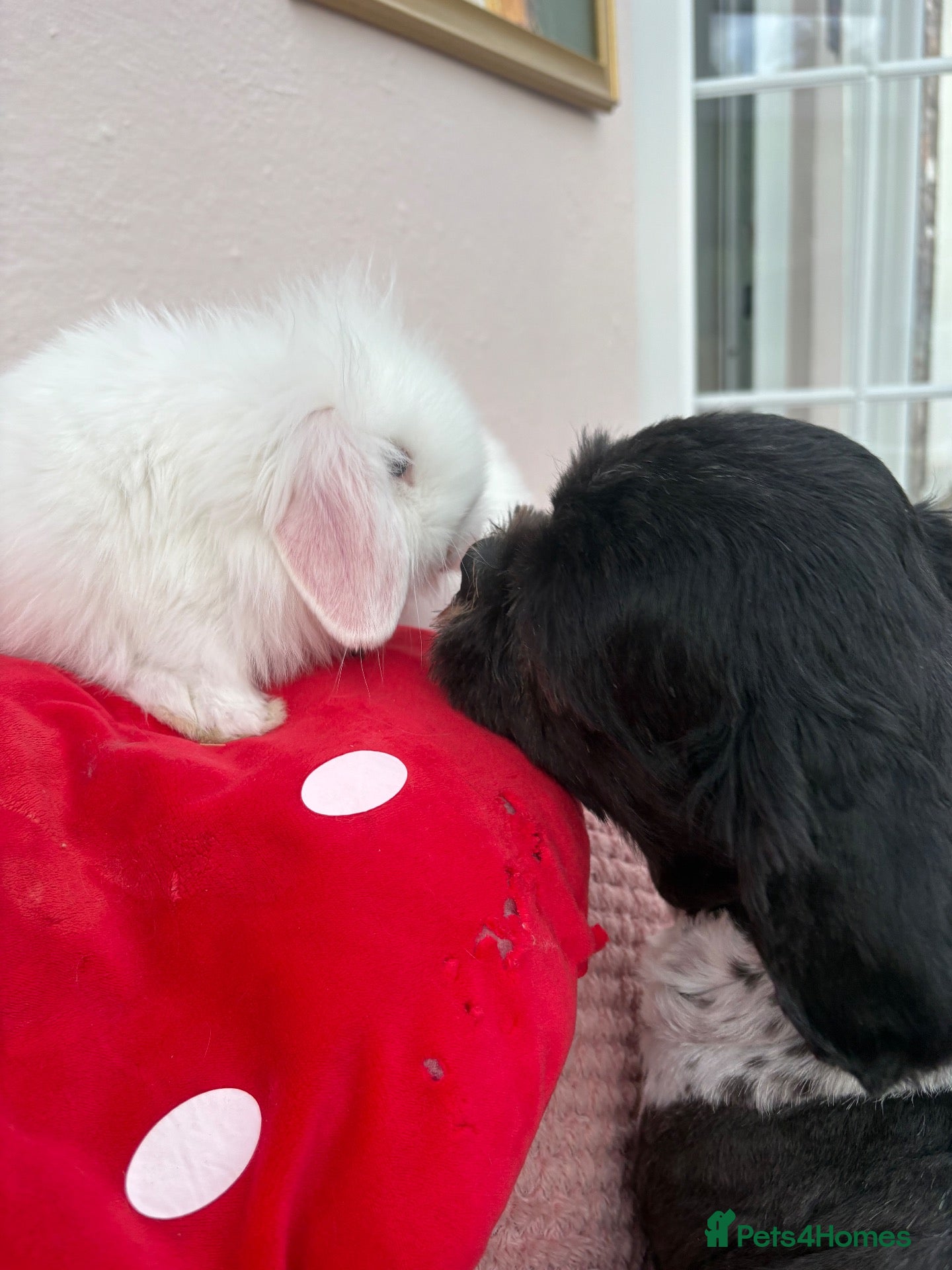 Mini Lop rabbits Mini lops-raised indoors-vaccinated  - Advert 2