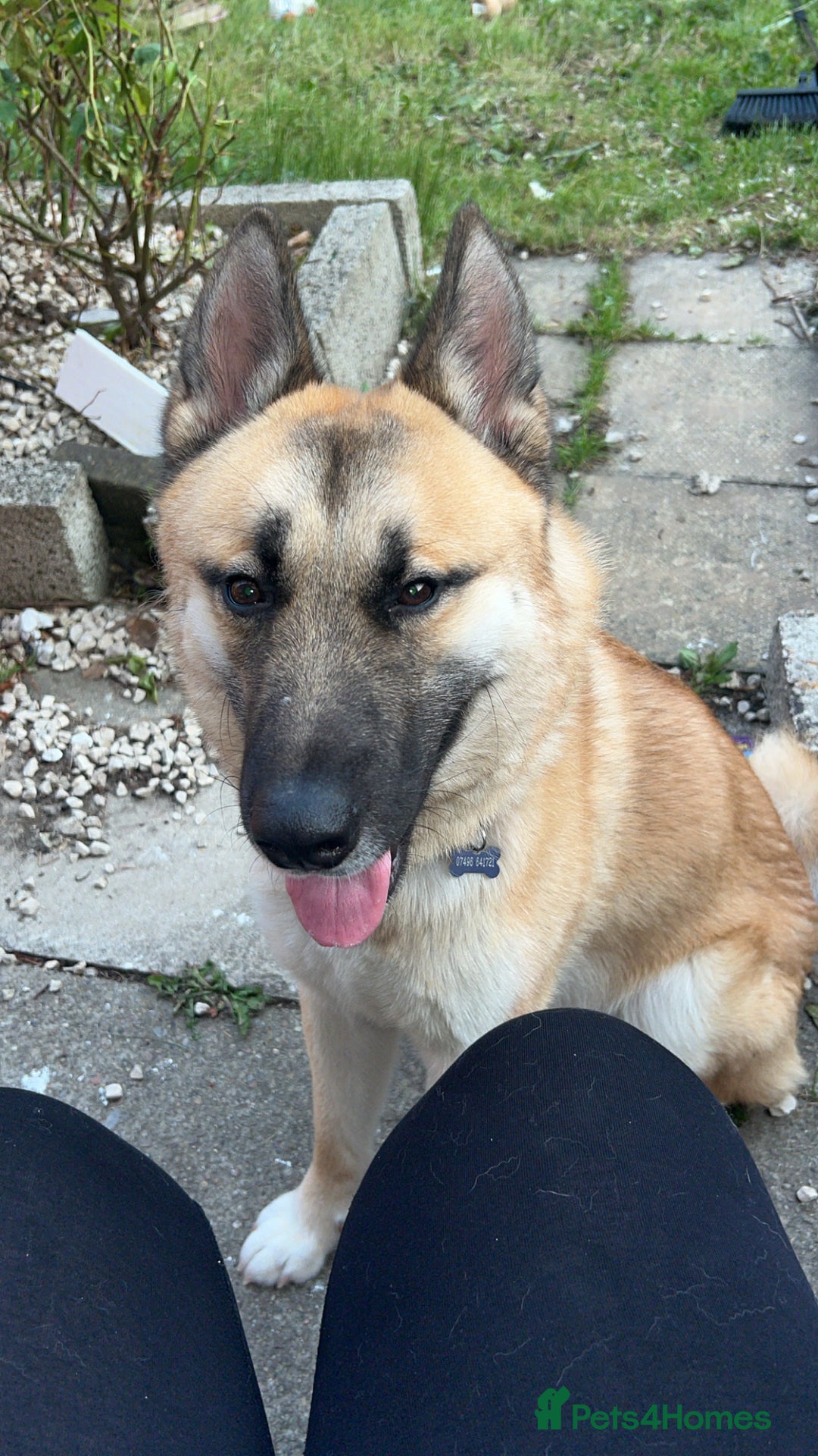 Mixed Breed dogs for sale: Beautiful mixed breed dog  - Image 1