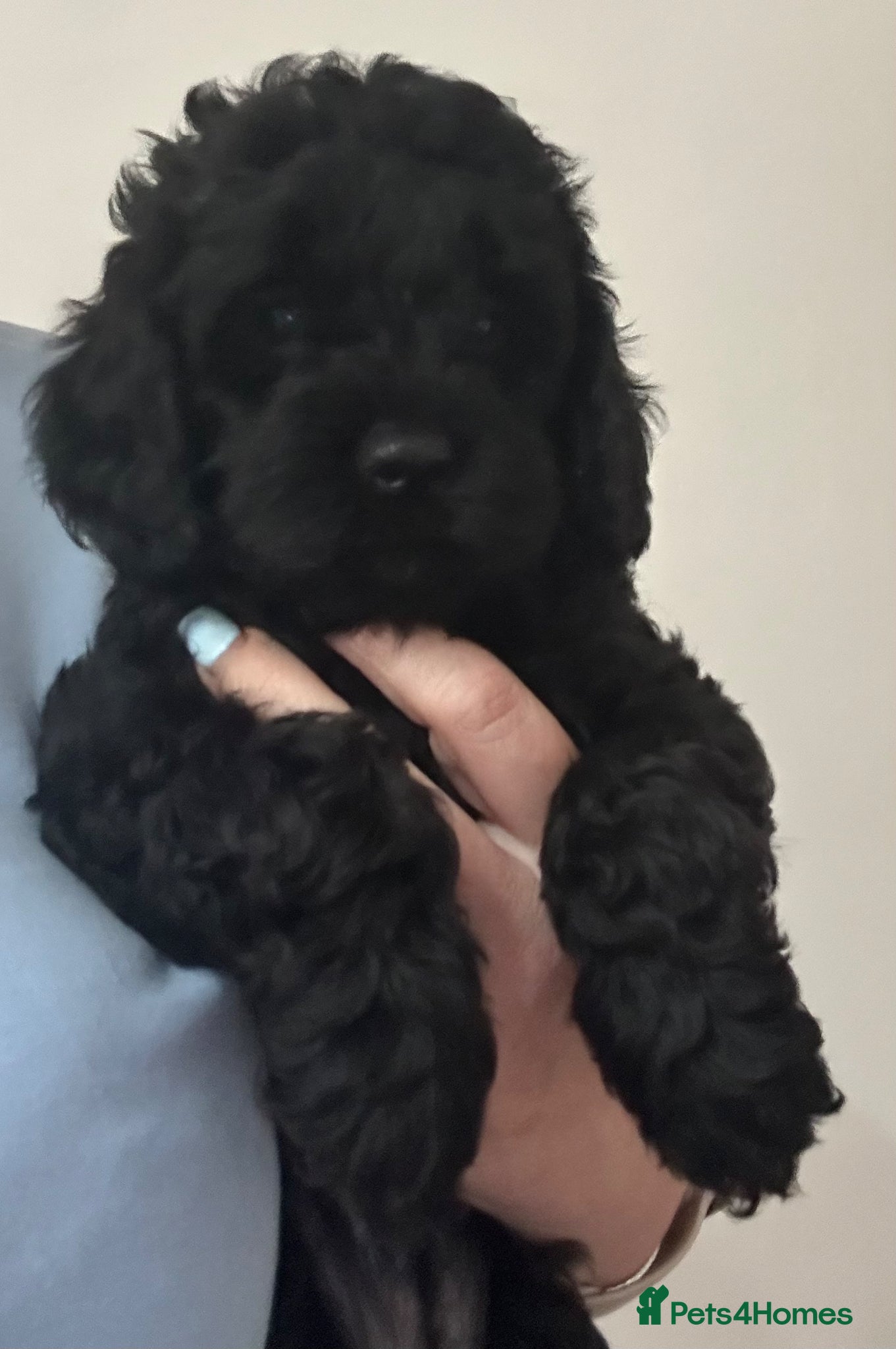 Cavapoo dogs  SUPER Extensively Health tested 280 ALL CLEAR🐾🐶 - Advert 1