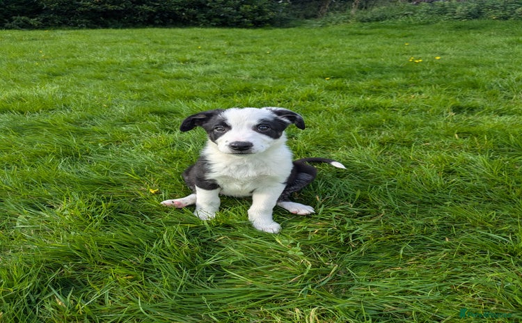 Border Collie dogs - Advert 16