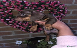Miniature Dachshund dogs for sale: Kc registered quality mini dachshund puppies - Image 24