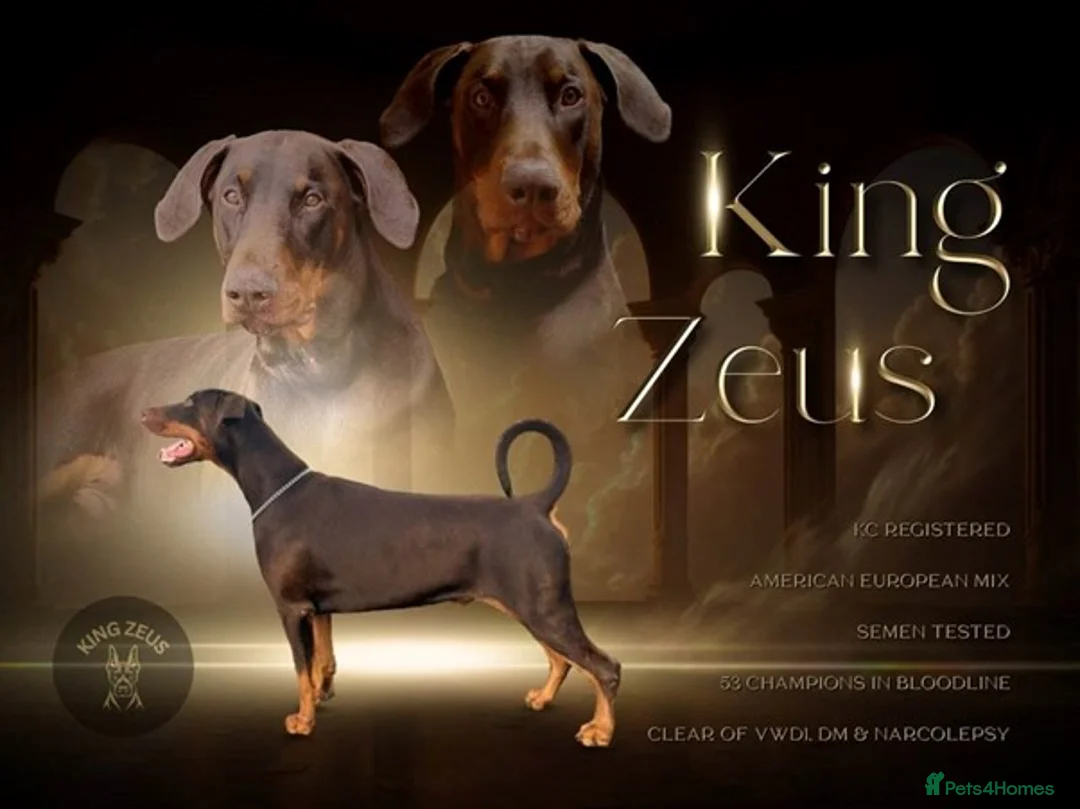 Dobermann dogs for stud: King Zeus -Ready for Stud - Advert 3