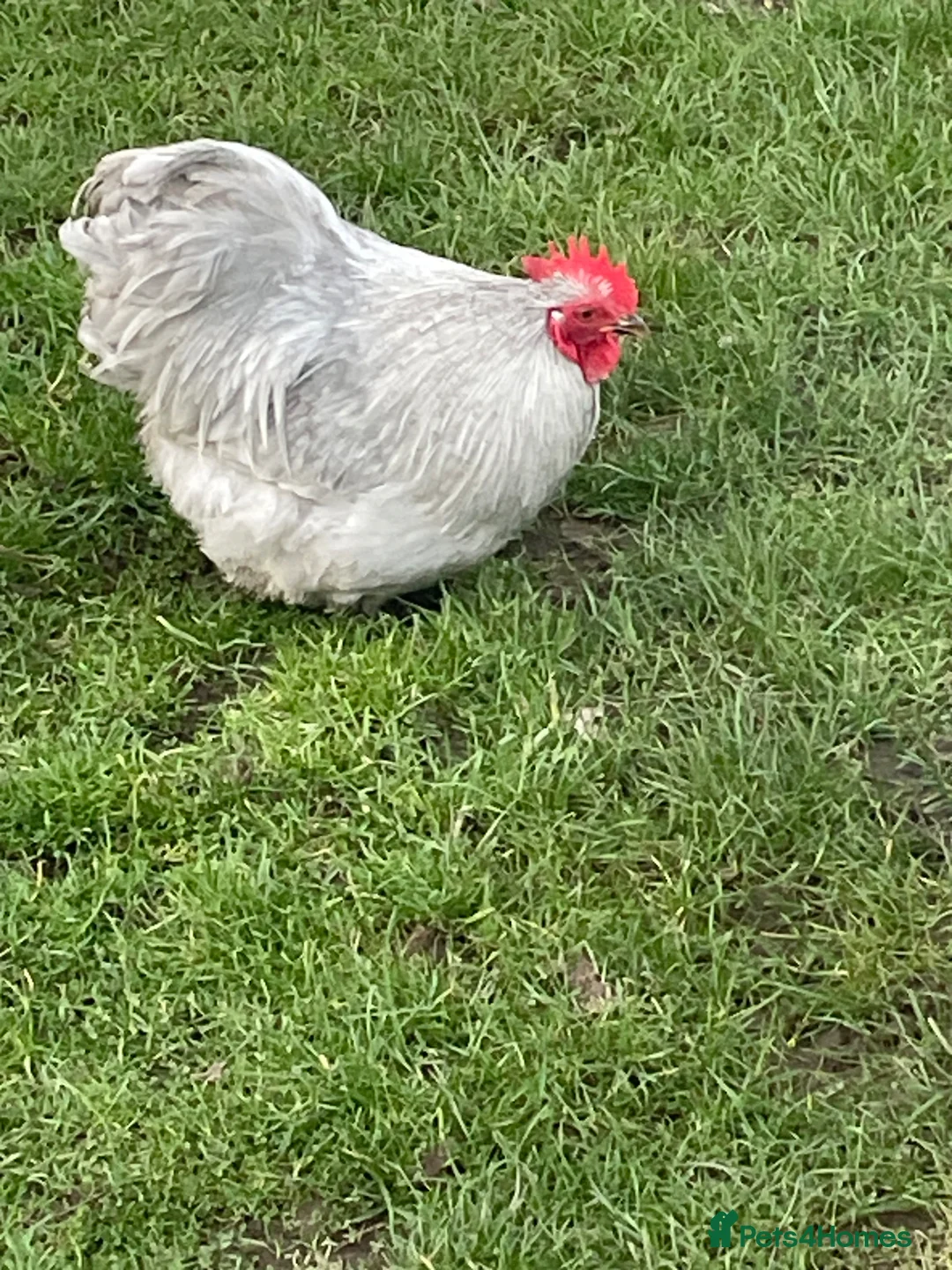 Chickens poultry for sale: Pekin lavender cockerel in Market Harborough - Advert 1