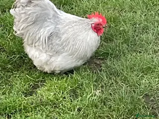 Chickens poultry Pekin lavender cockerel - Advert 6