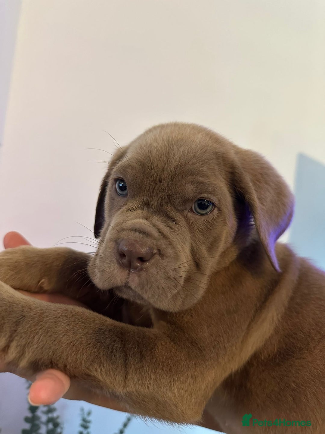 Cane Corso dogs for sale: 5 Towns Cane Corso pups,   - Image 4