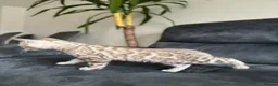 Bengal cats for sale: Bengal Kitten For Sale (Ready to go - Last One) - Advert 28
