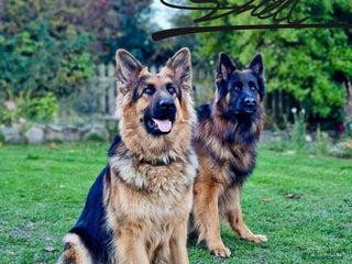 German Shepherd dogs Puppies - Long hair/Straight back German Shepherd - Advert 6