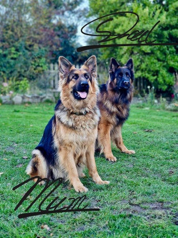 German Shepherd dogs - Advert 5