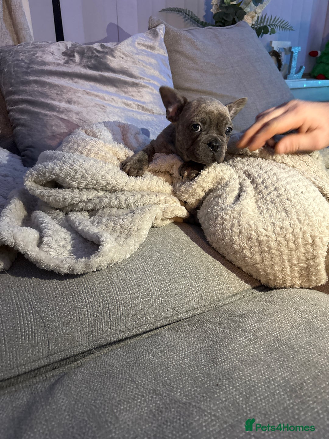 French Bulldog dogs for sale: Ready today! Beautiful french bulldog puppies - Advert 8