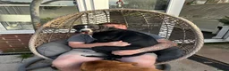 Lurcher dogs for sale: Maggie lurcher - Advert 2
