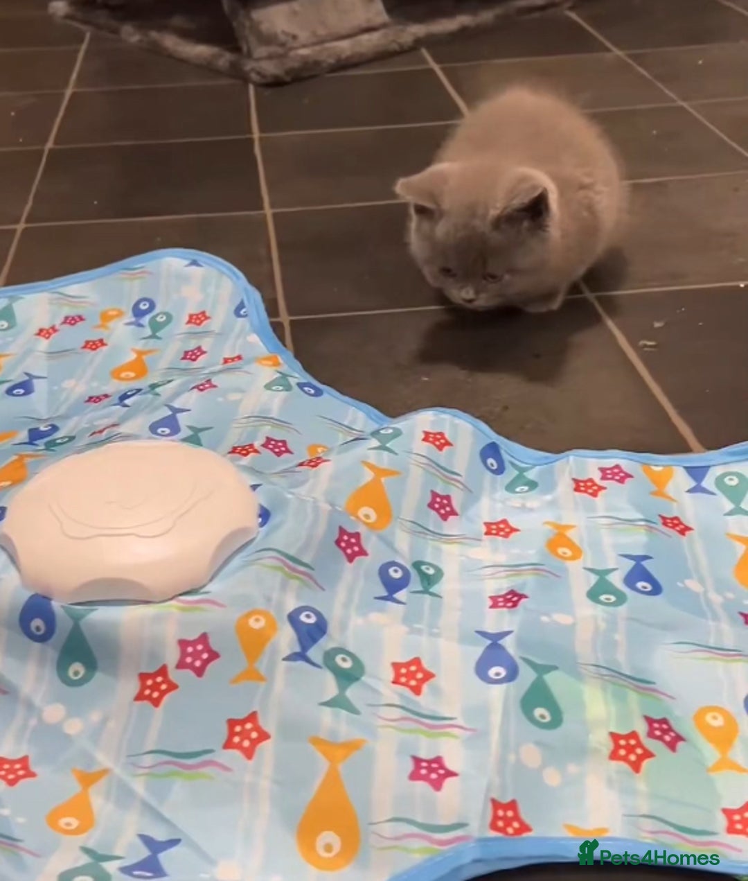 British Shorthair cats for sale: One male and one female remain - Advert 7