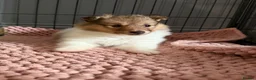 Shetland Sheepdog dogs for sale: Shetland sheepdog female looking for forever home - Advert 1