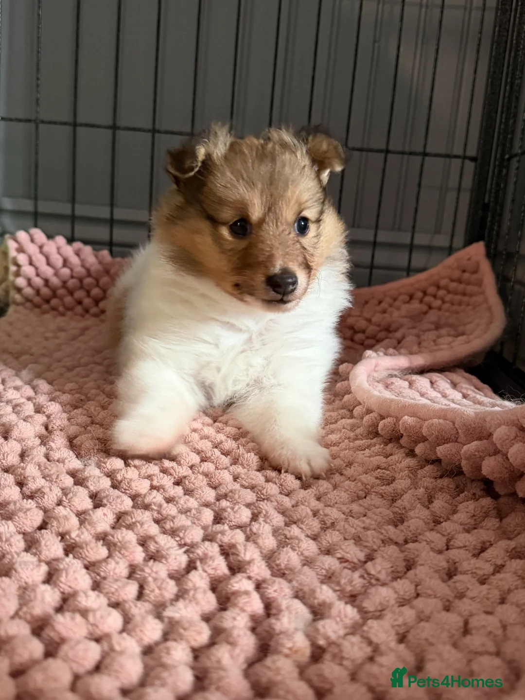 Shetland Sheepdog dogs for sale: Shetland sheepdog female looking for forever home - Advert 1