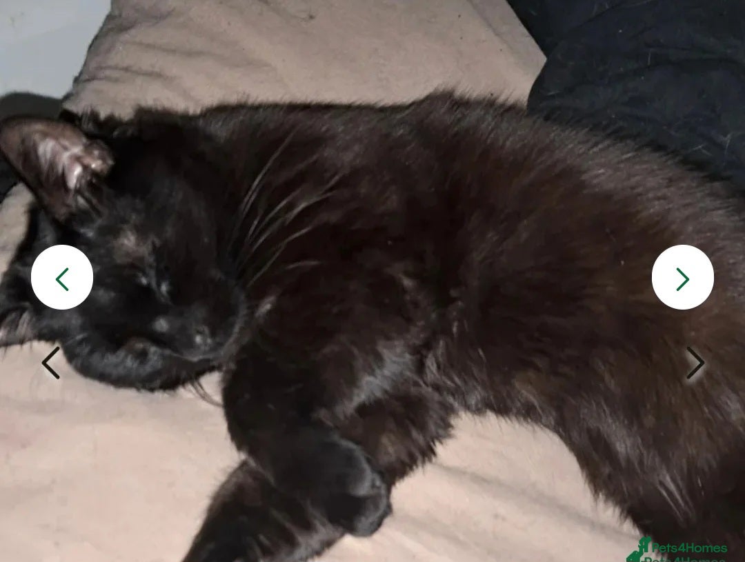 Mixed Breed cats for sale: Rehoming gizmo and ash  - Image 14