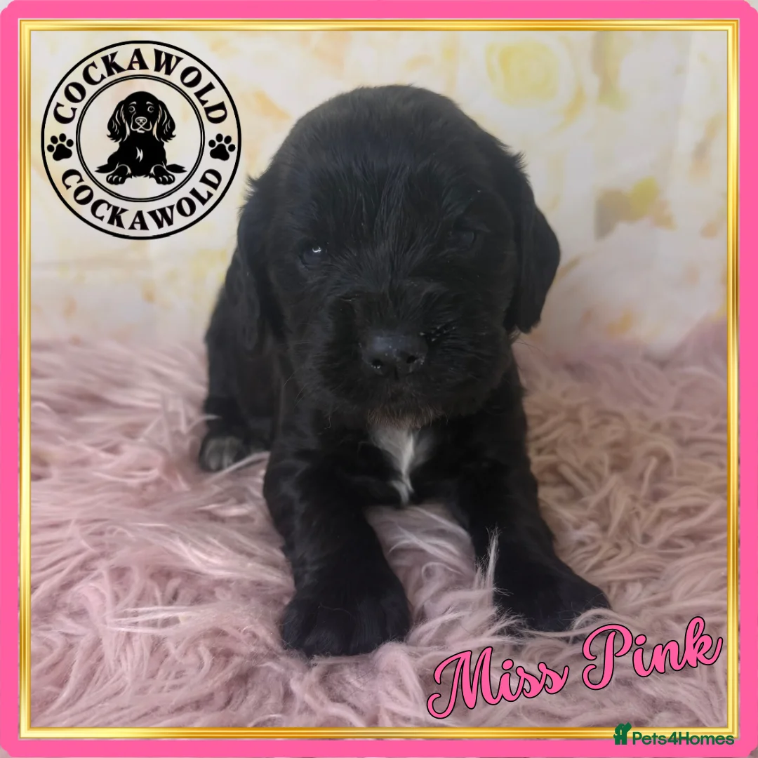Cocker Spaniel dogs for sale: 🖤 Quality Black RKC Cockers 🖤 Ready Mid March 🖤 - Advert 9