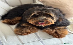 Miniature Poodle dogs for stud: KC phantom miniature poodle stud health tested in Thetford - Image 36
