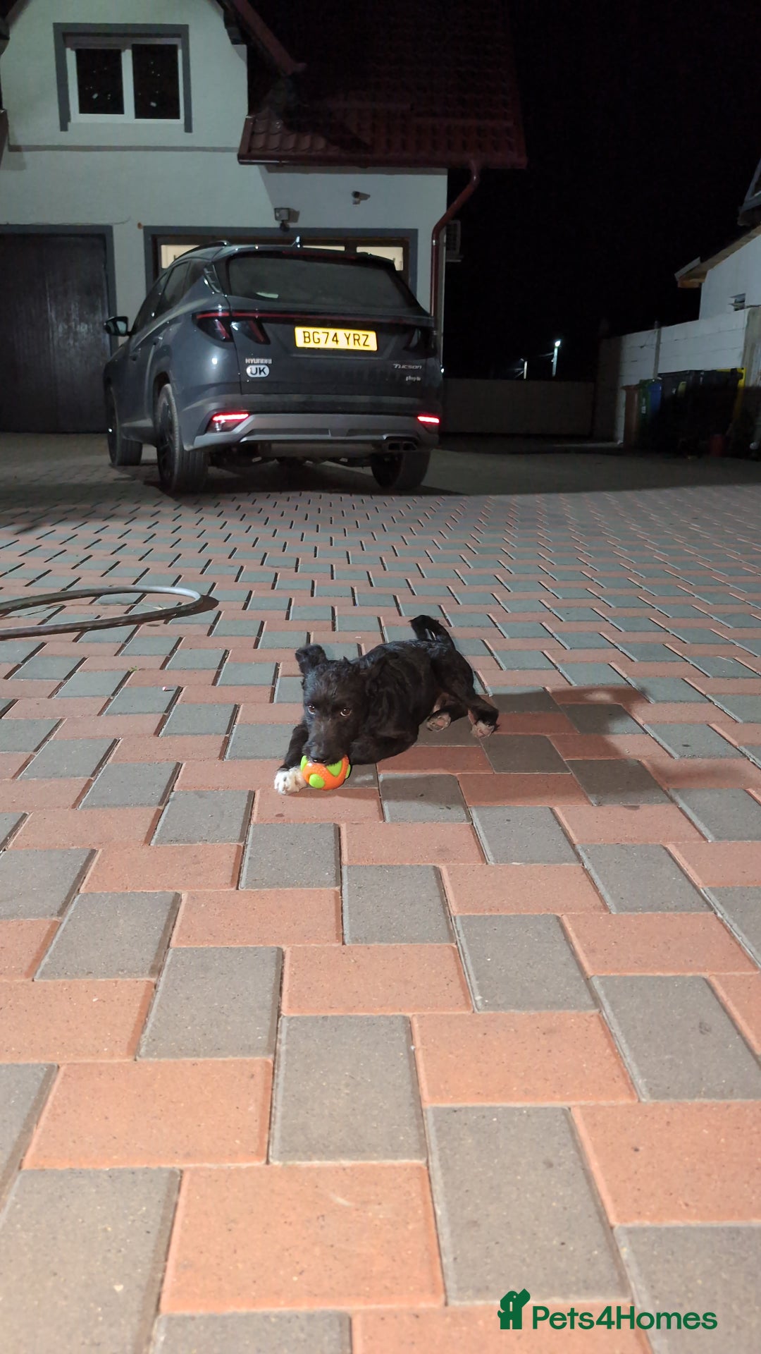 Mixed Breed dogs for sale: SOCKS 7 MONTHS OLD MALE MIXED BREED  - Image 4